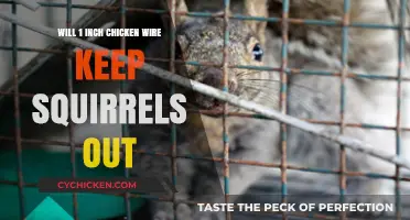 Can 1-Inch Chicken Wire Effectively Deter Squirrels from Your Garden?