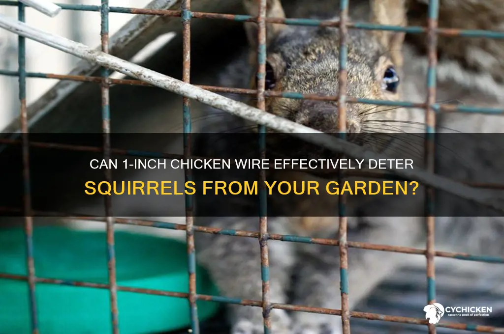 will 1 inch chicken wire keep squirrels out