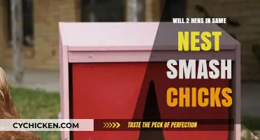 Can Two Hens Share a Nest Without Smashing Chicks?