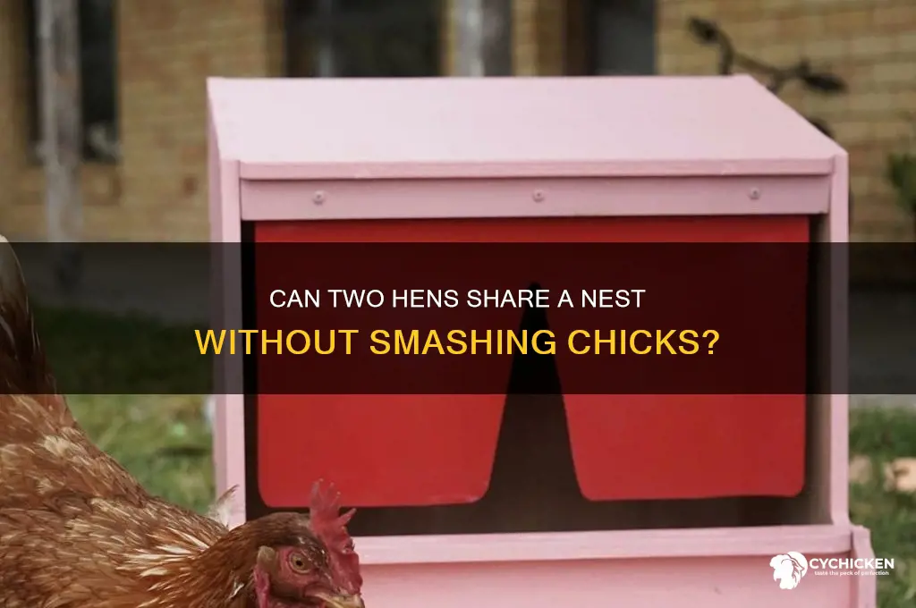 will 2 hens in same nest smash chicks