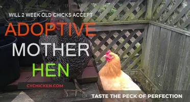 Adopting Chicks: Will They Accept a New Mother?