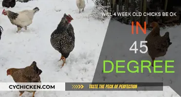 Cold Weather and Chicks: 45 Degrees and Survival