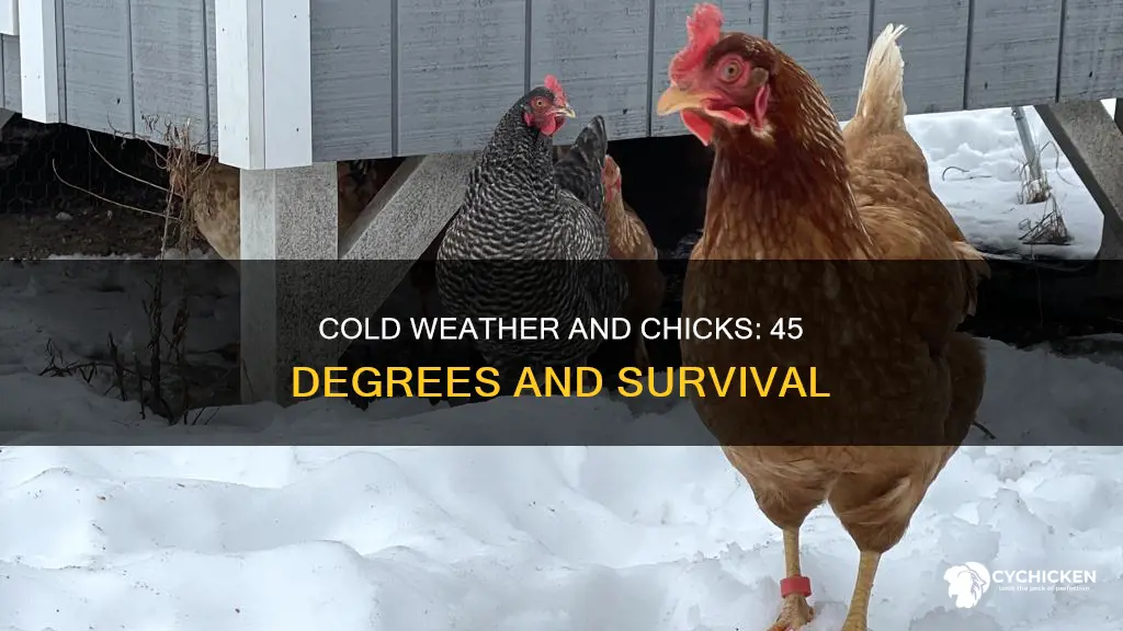 will 4 week old chicks be ok in 45 degrees