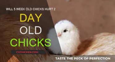 Chick Integration: Will Older Chicks Harm Newborns?