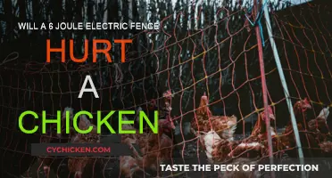 Electric Fences: Are They Harmful to Chickens?