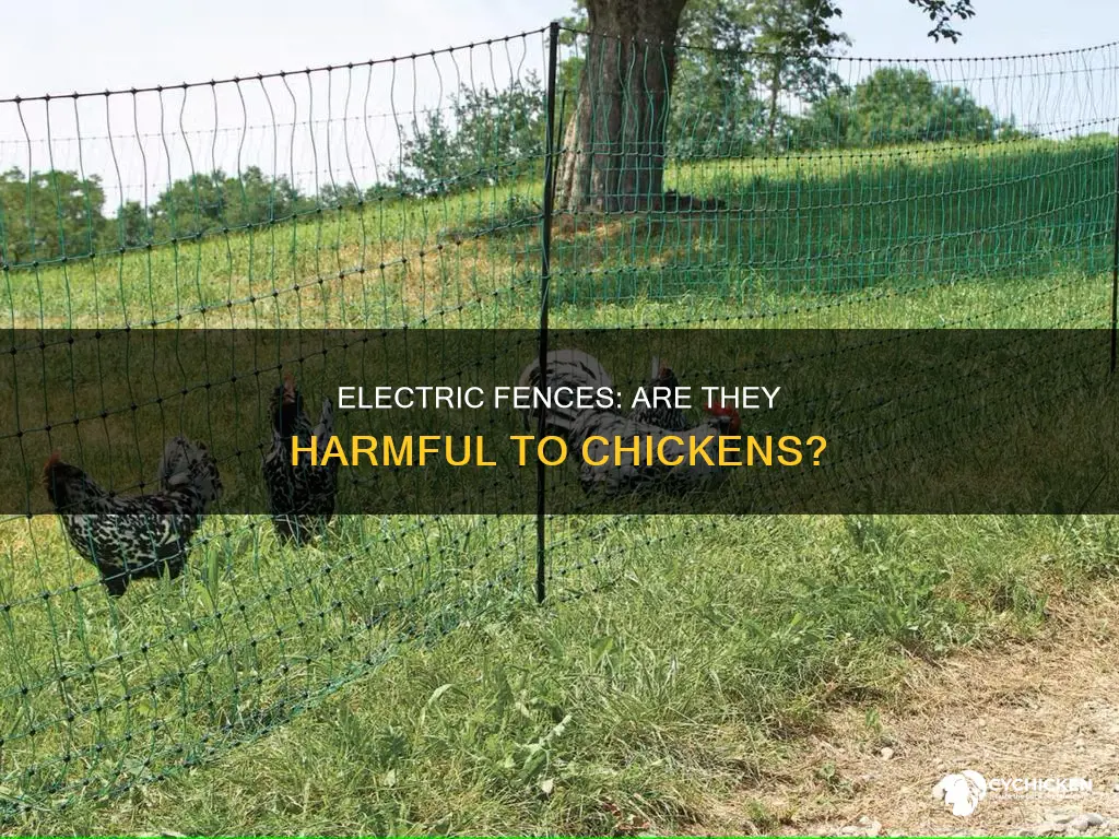 will a 6 joule electric fence hurt a chicken