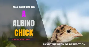 Can Albino Turkeys Pass on Albinism to Their Chicks?