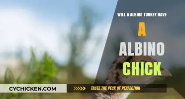 Albino Turkey Genetics: Will Their Chicks Also Be Albino?