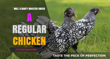 Can Banty Roosters Successfully Breed with Standard-Sized Hens?