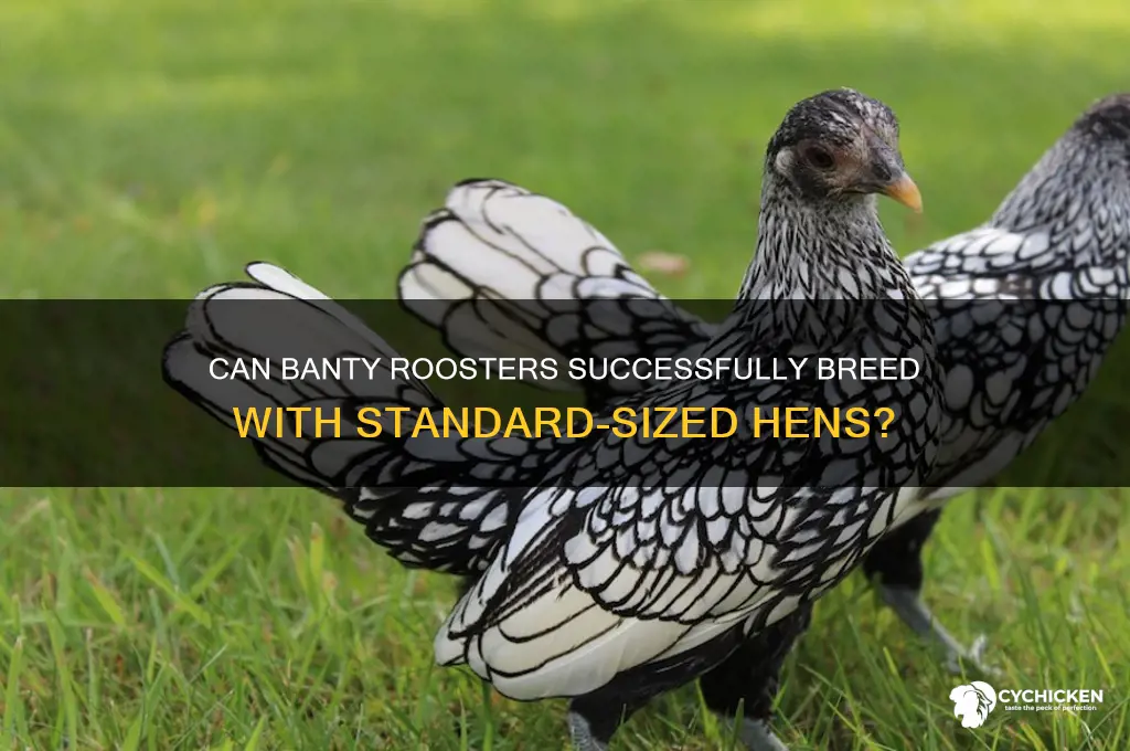 will a banty rooster breed a regular chicken