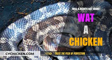 Can Beauty Rat Snakes Safely Eat Chickens? Facts and Risks Explained