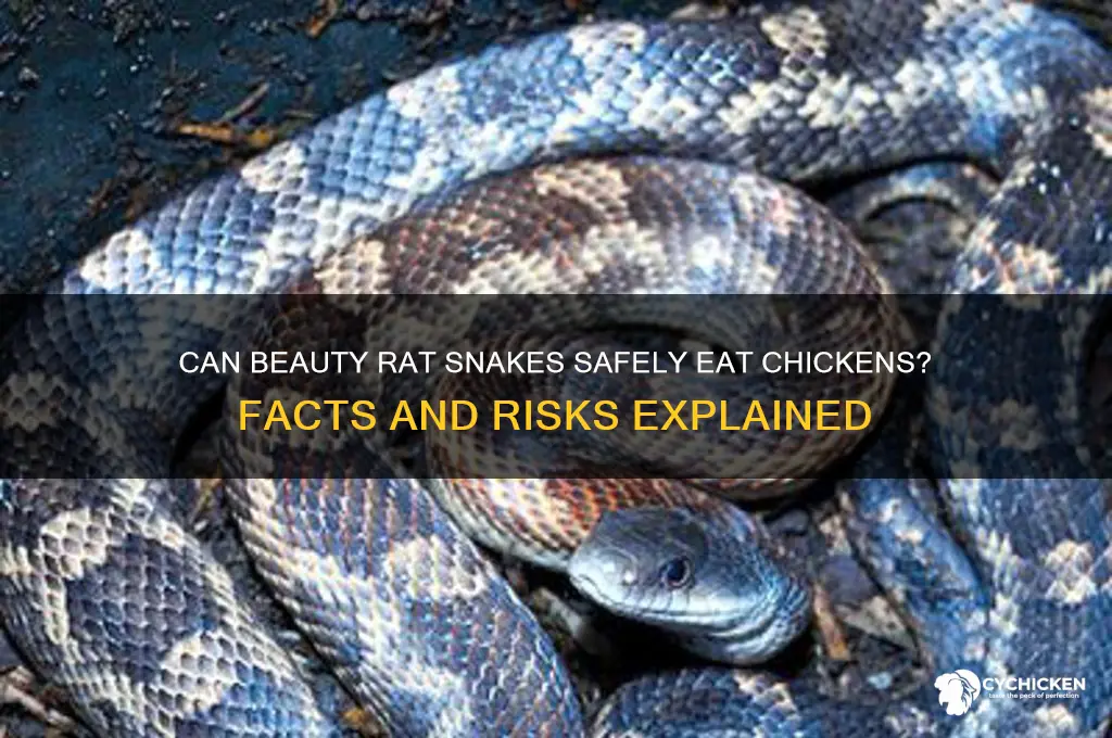 will a beauty rat snake wat a chicken