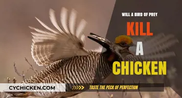 Do Birds of Prey Pose a Threat to Backyard Chickens?