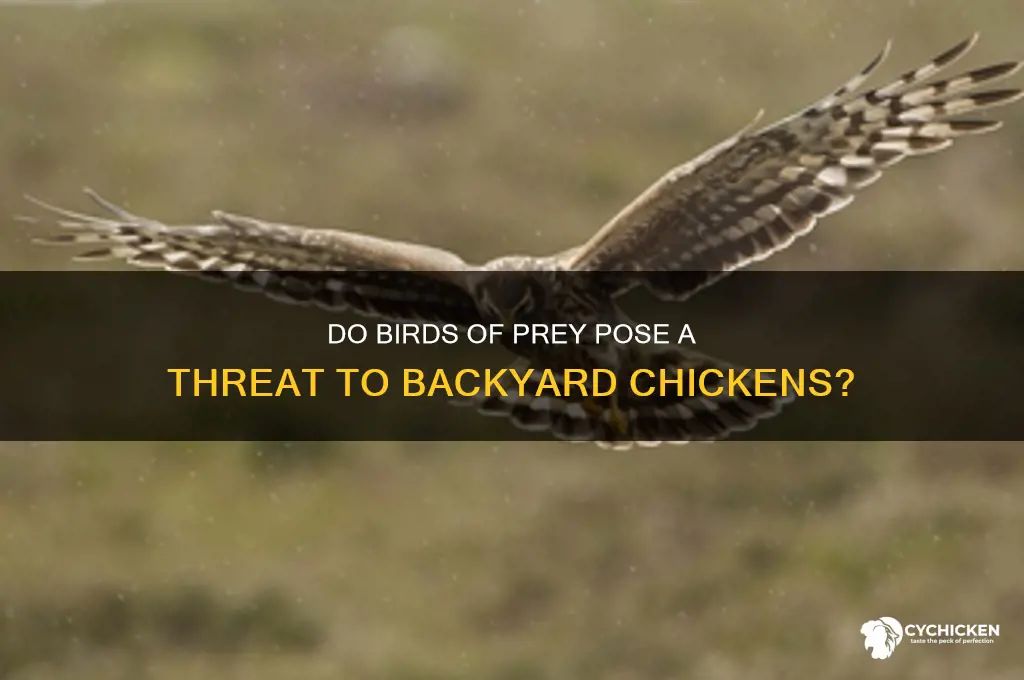 will a bird of prey kill a chicken