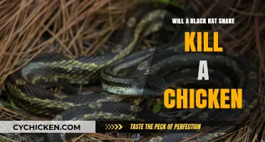 Black Rat Snakes and Chickens: Potential Threats and Protection Tips