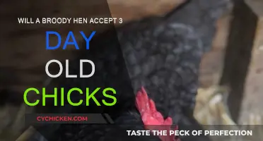 Broody Hen and Chicks: Age Matters