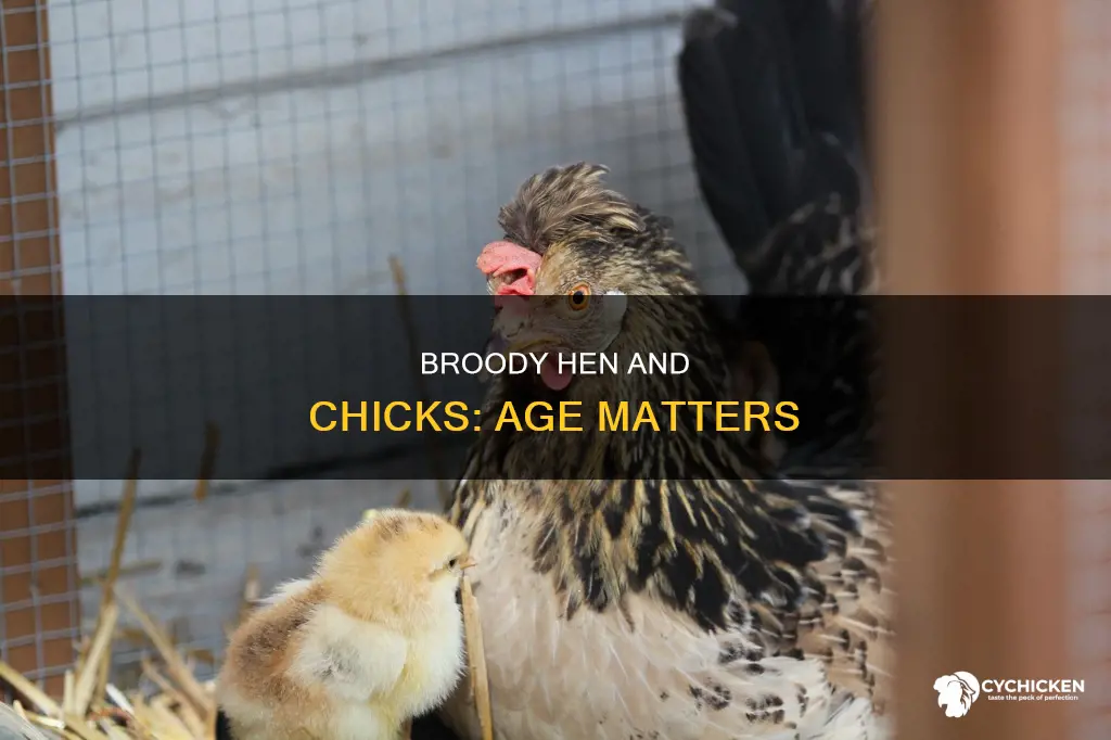 will a broody hen accept 3 day old chicks