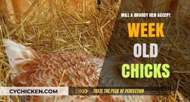 Can a Broody Hen Adopt Week-Old Chicks? Expert Insights