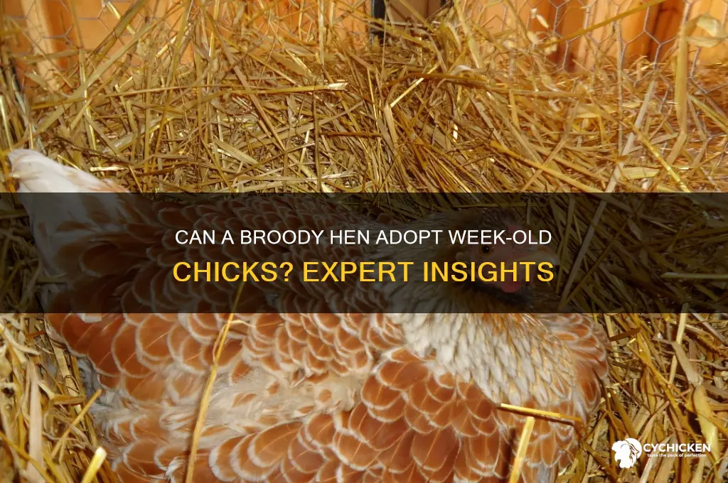 will a broody hen accept week old chicks