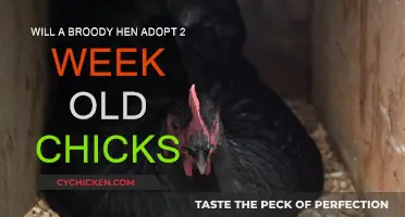 Broody Hen Parenting: Adopting 2-Week-Old Chicks