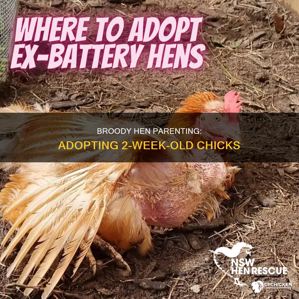 will a broody hen adopt 2 week old chicks