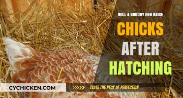 Can a Broody Hen Successfully Raise Chicks Post-Hatching?