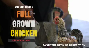 Can Cats and Chickens Coexist? Exploring Feline-Poultry Interactions