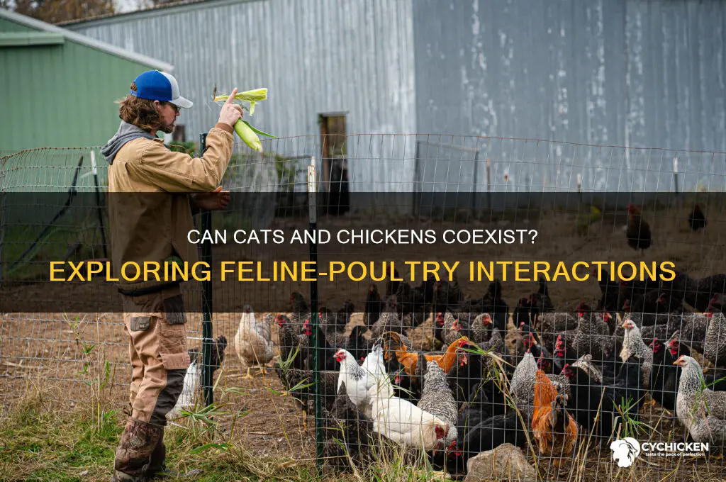 will a cat attack a full grown chicken