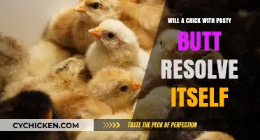 Pasty Butt in Chicks: Self-Resolution or Intervention Needed?