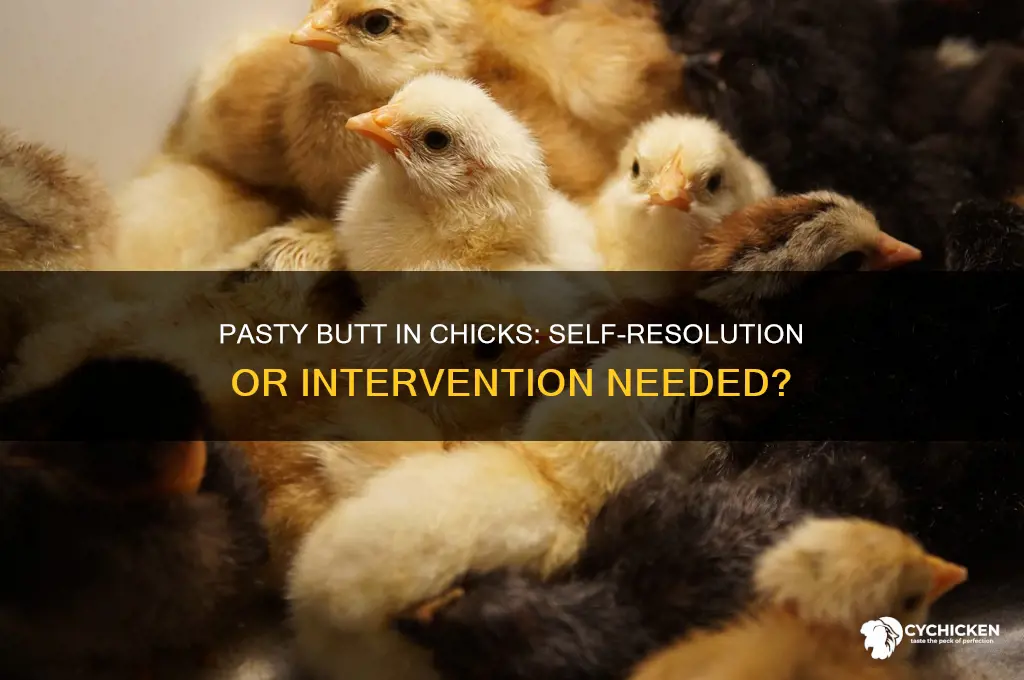 will a chick with pasty butt resolve itself