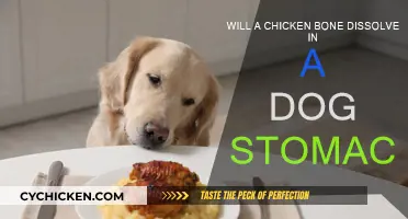 The Truth About Chicken Bones and Dog Stomachs