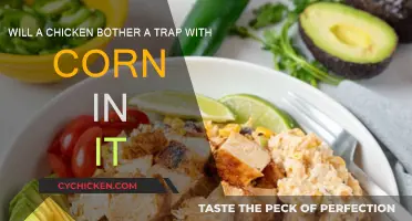 Trapping Chickens: Will Corn Bait Work?