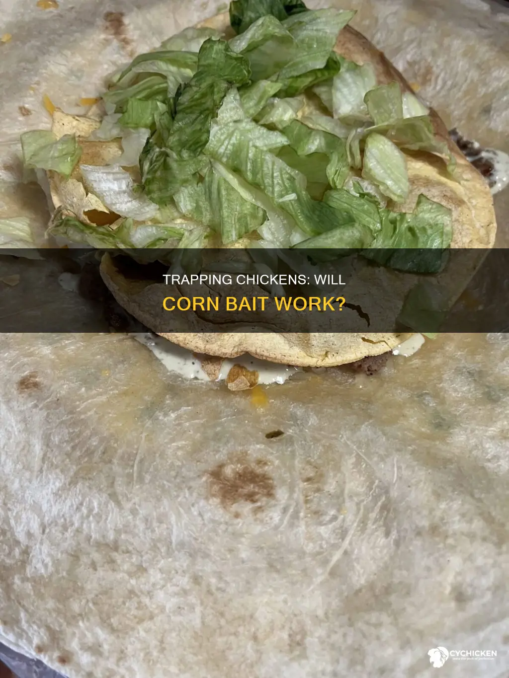 will a chicken bother a trap with corn in it