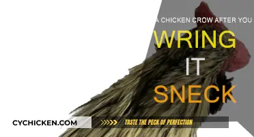 Does a Chicken Crow After Death?