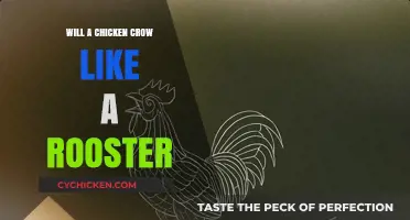 Will a Chicken Crow Like a Rooster? Exploring Poultry Vocalizations