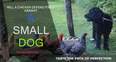How Chickens React to Small Dogs: A Defense Mechanism