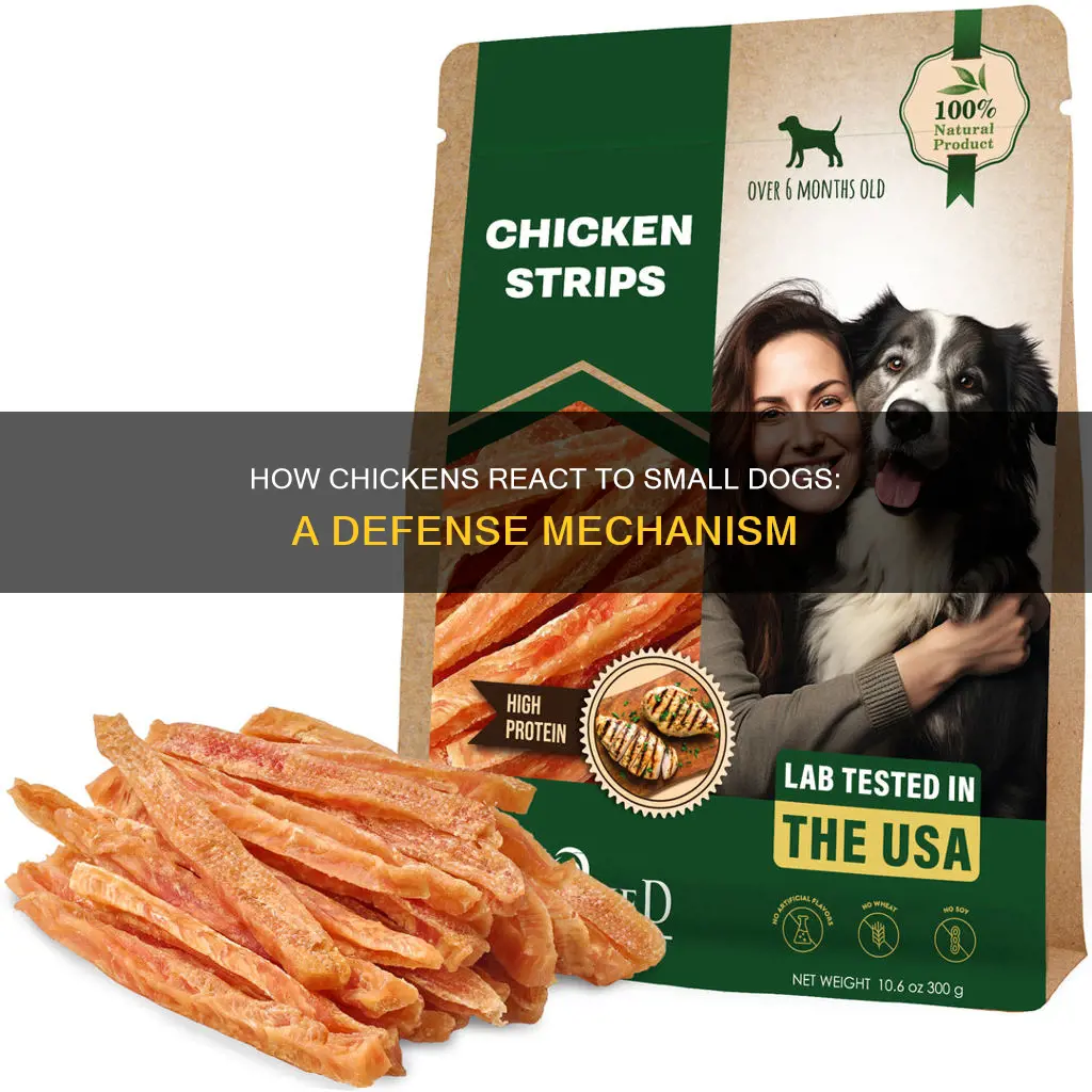 will a chicken defend itself against a small dog