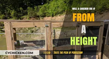 Can Chickens Survive Falls? Exploring High-Altitude Drop Risks
