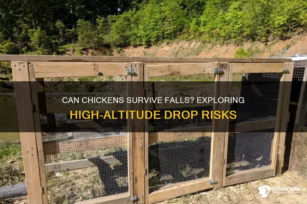 will a chicken die if from a height