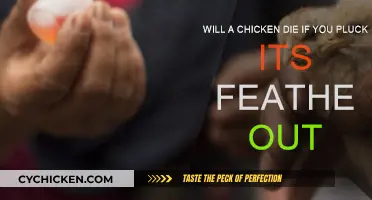 Can Plucking Feathers Kill Chickens?