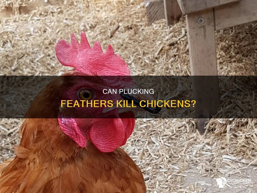 will a chicken die if you pluck its feathers out