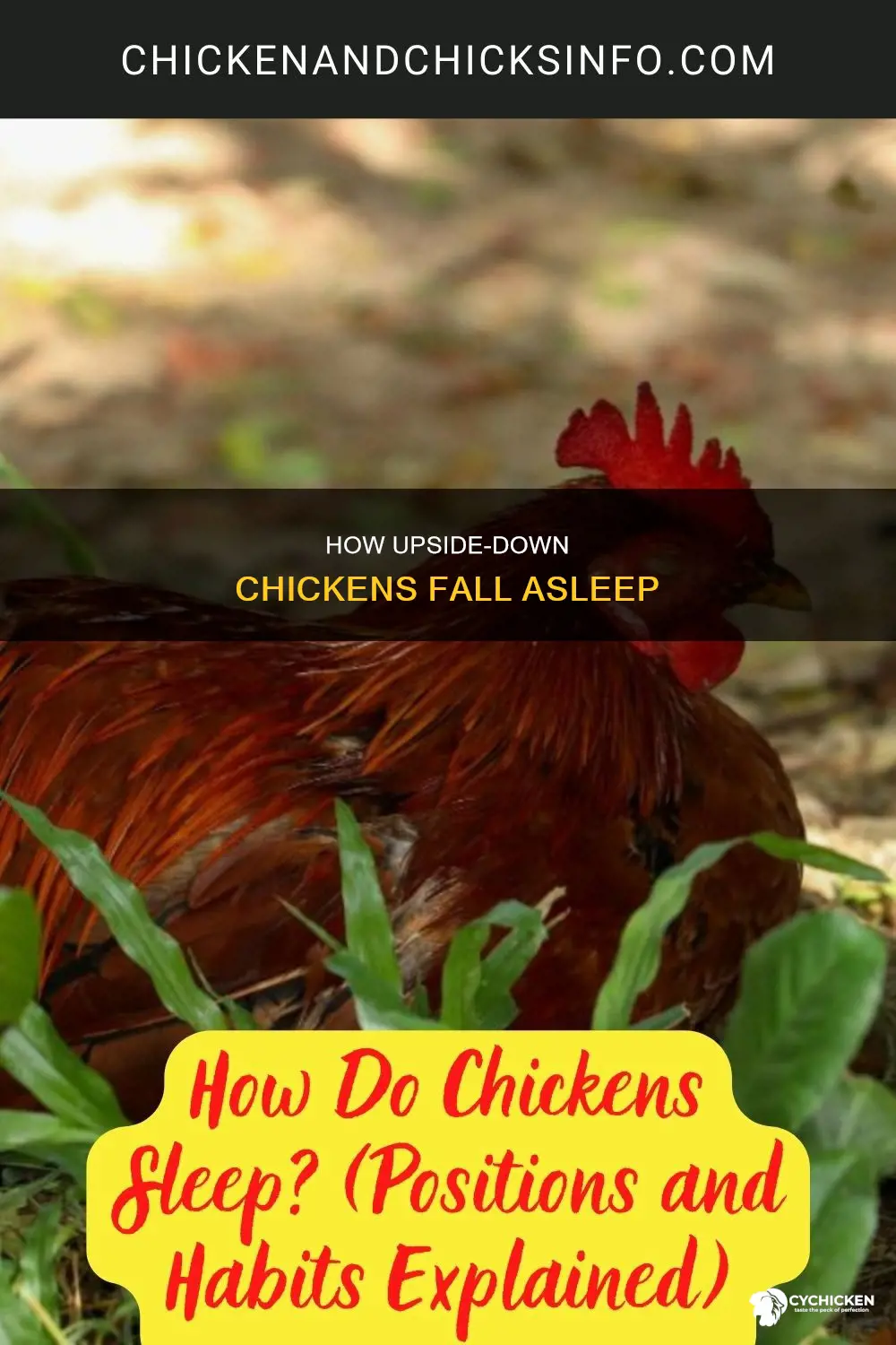 will a chicken fall asleep if held upside down