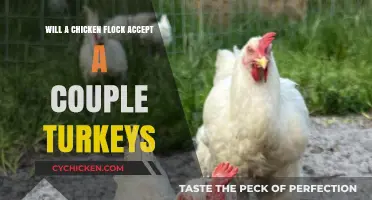 Can Chickens and Turkeys Coexist? Integrating Turkeys into a Chicken Flock