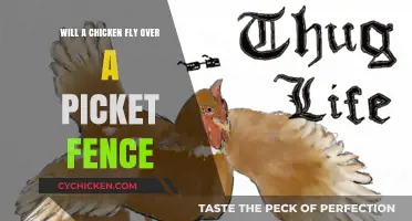 Can Chickens Fly Over Picket Fences? Exploring Poultry Flight Limits