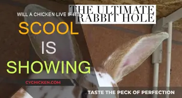 Can Chickens Survive With Exposed Combs?