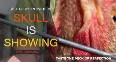 Can Chickens Survive With a Skull Injury?