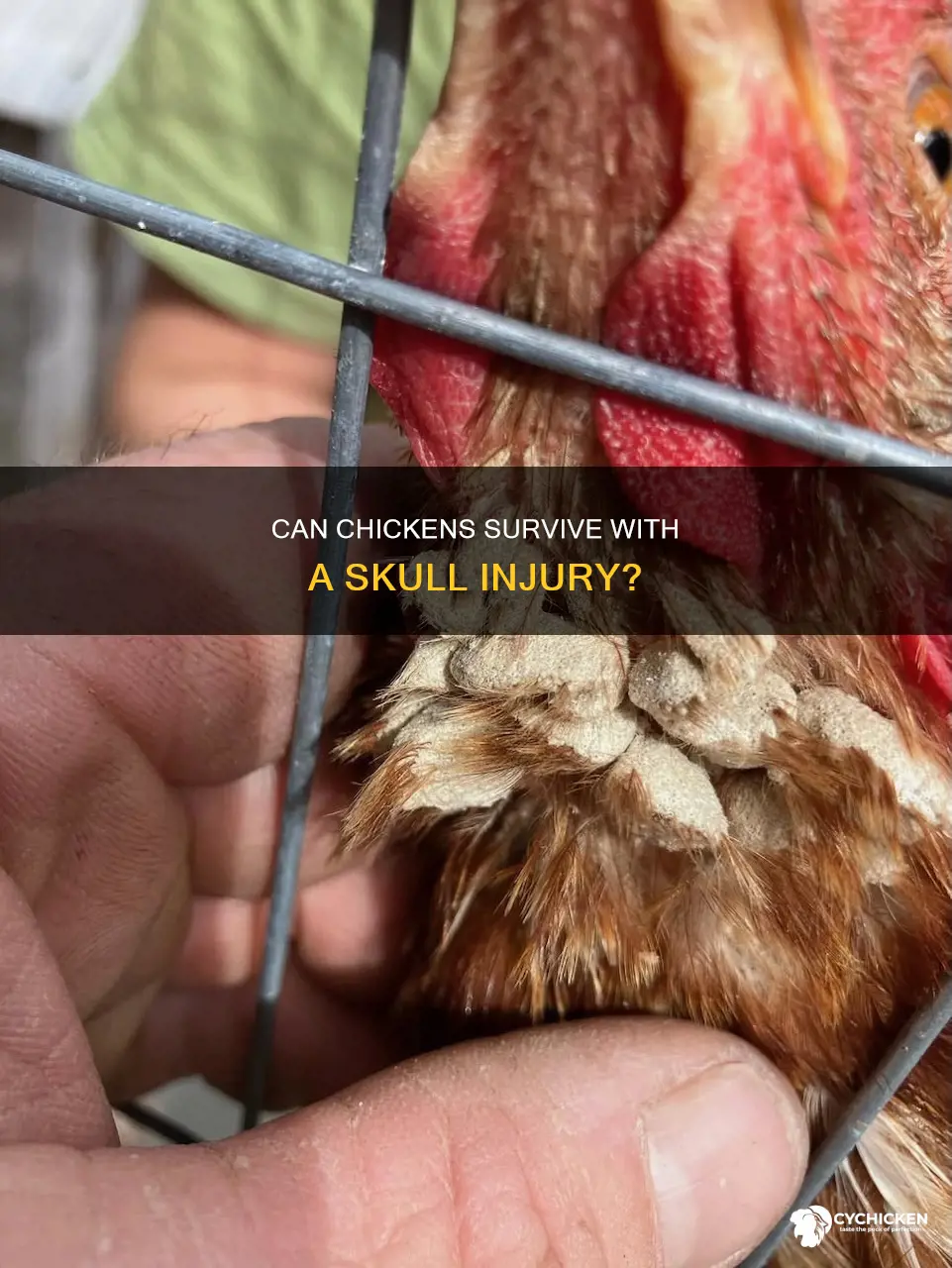 will a chicken live if its skull is showing