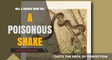Can Chicken Snakes Defeat Venomous Predators? Unveiling the Surprising Truth