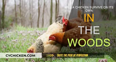Can Chickens Survive in the Woods Alone?