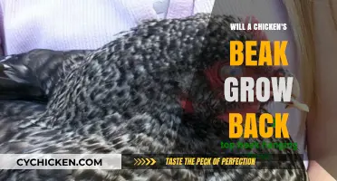 Can Chickens Regrow Their Beaks? Facts and Insights Revealed
